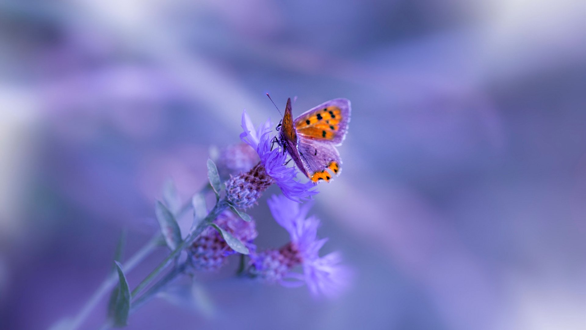 魔都逆袭之夜，当上海队掀翻勇士王朝，杰伦格林书写草根传奇