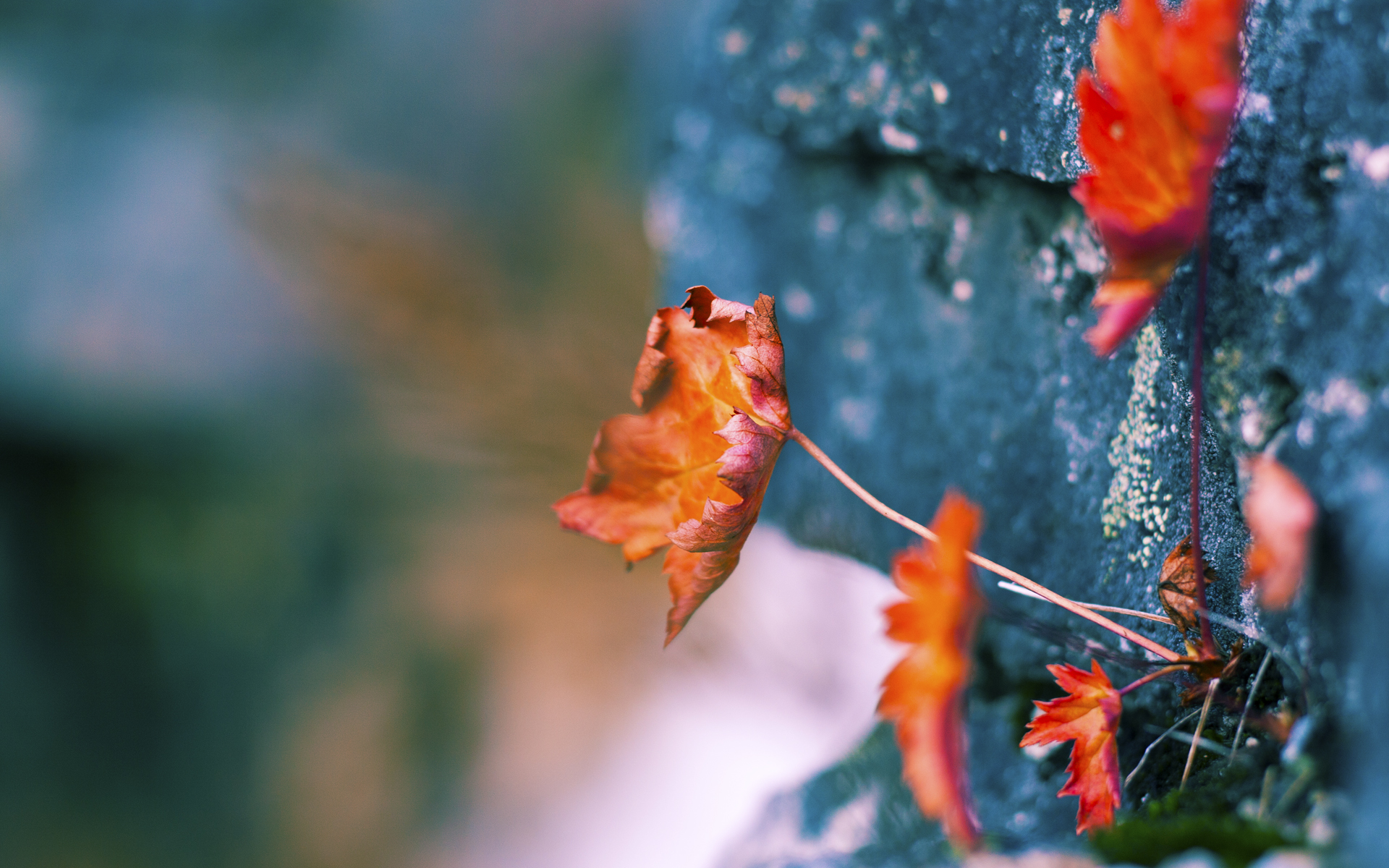 速度与绿茵的交响,F1新赛季揭幕战焦点战与贝蒂斯单节拉开韩国的体育盛宴