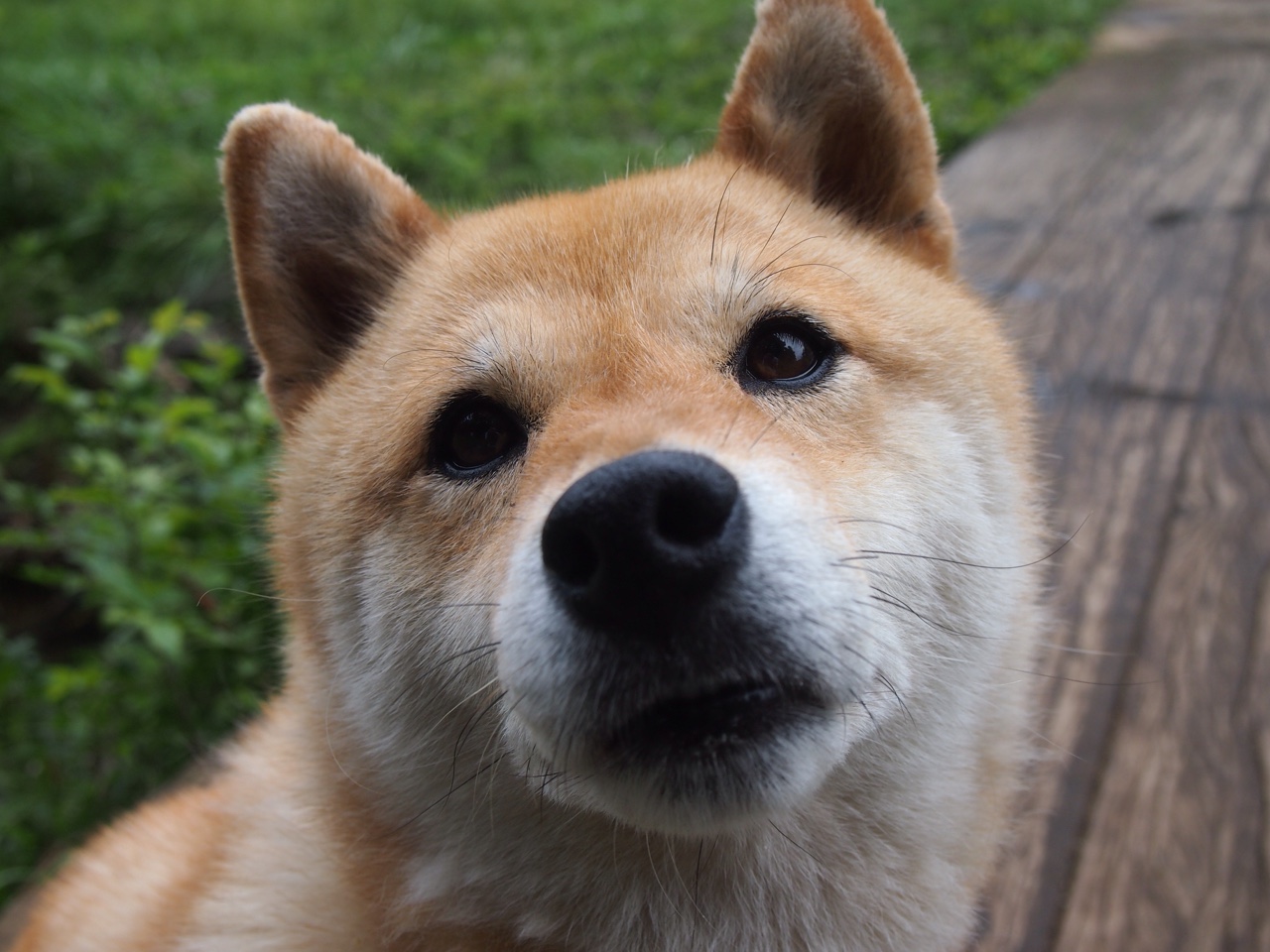 独行侠主场击溃森林狼，保罗·乔治全能表现堪称教科书