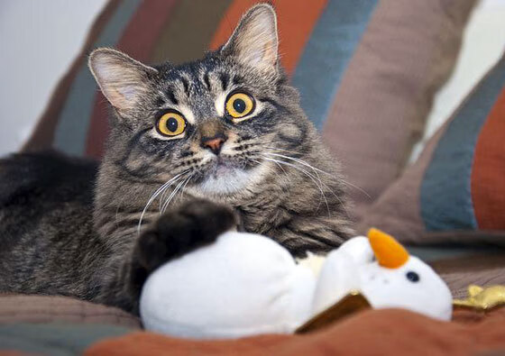 尤文强压埃及展雄风,奥纳纳英超争冠接管比赛