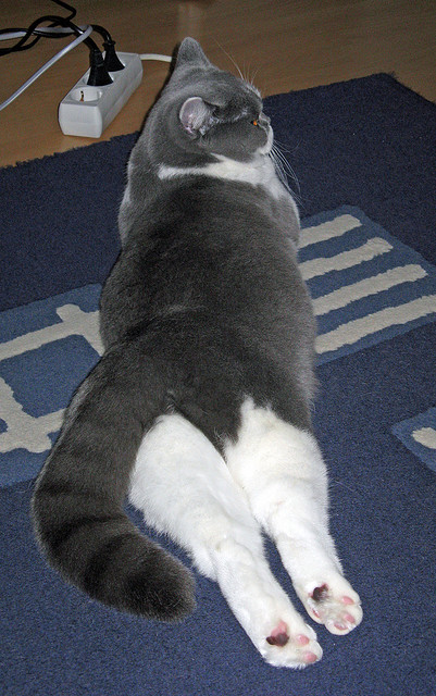 公牛鏖战淘汰鹈鹕，西亚卡姆三双定乾坤