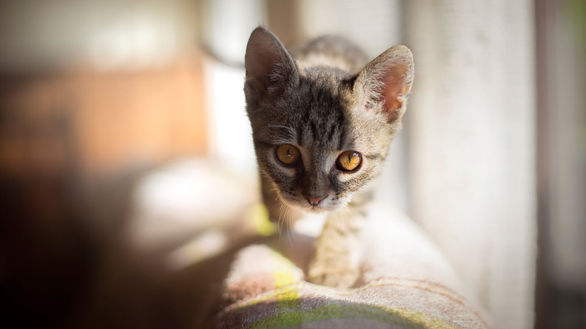 最后三秒，湾区飞鲨撕裂新奥尔良夜空—西亚卡姆45°角绝杀鹈鹕记