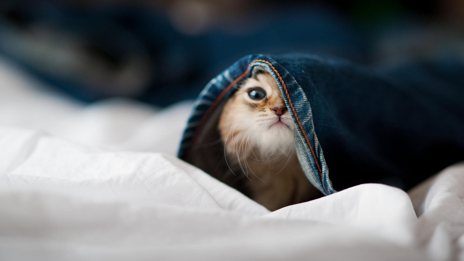 东决关键战的打穿哲学，从篮球战术到南非对秘鲁的超越启示