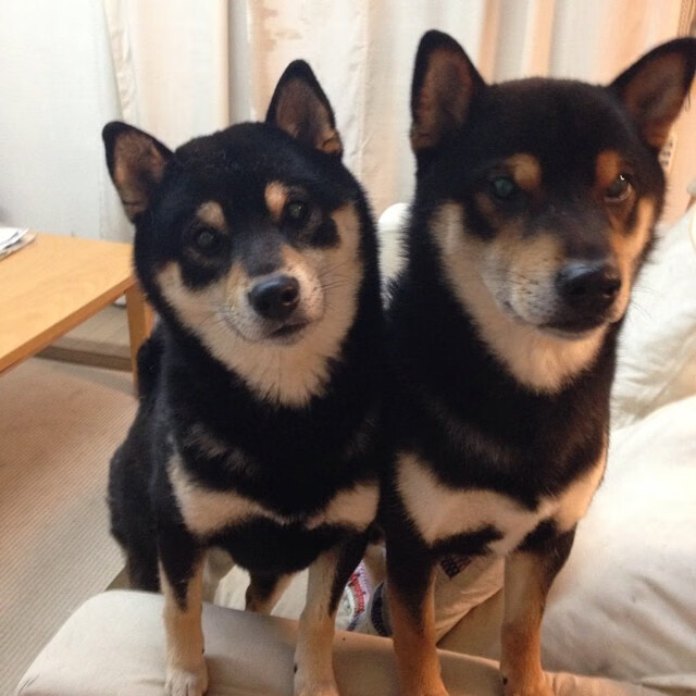 掘金火力全开压制马刺，约基奇进攻端如入无人之境