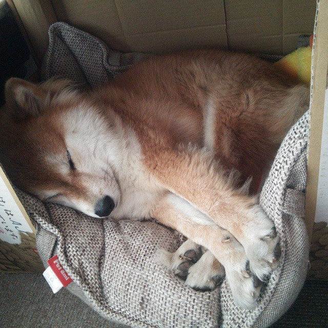 末节沙尘暴，马克西如何用窒息防守撕裂独行侠的冠军蓝图