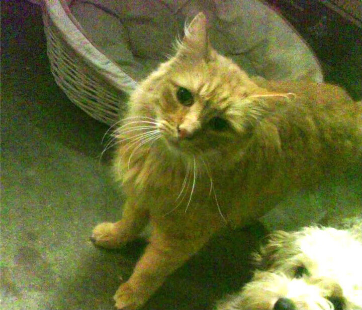 季后赛抢七焦点战，热火51%命中率压垮黄蜂的37%