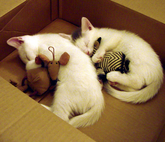 迪亚斯点燃赛场,阿根廷提前终结悬念击败阿森纳